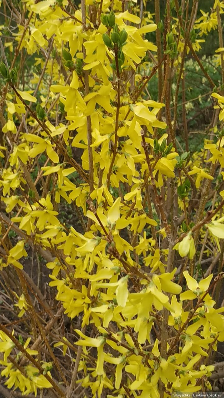 Коленька и Василёк быстро подружились