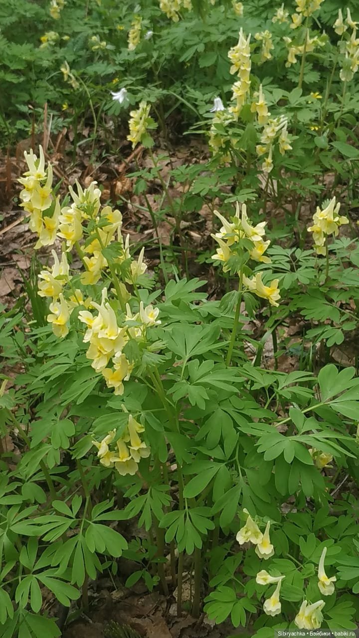 Коленька и Василёк быстро подружились (фото 4)