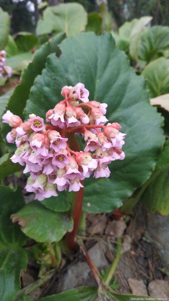 Коленька и Василёк быстро подружились