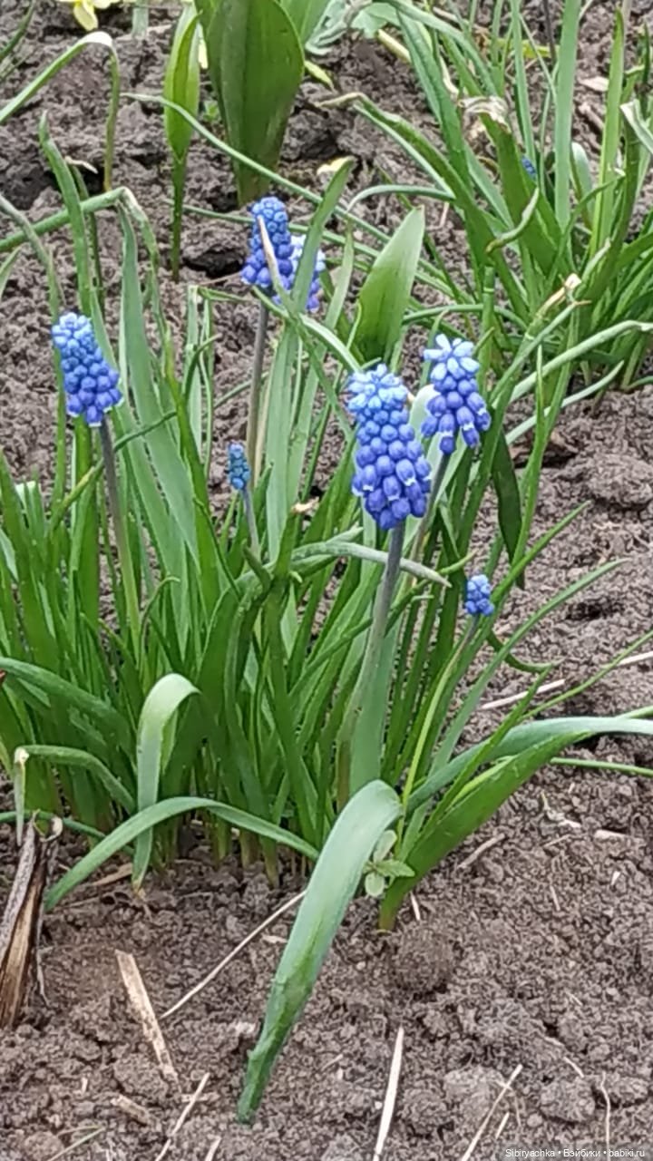 Коленька и Василёк быстро подружились