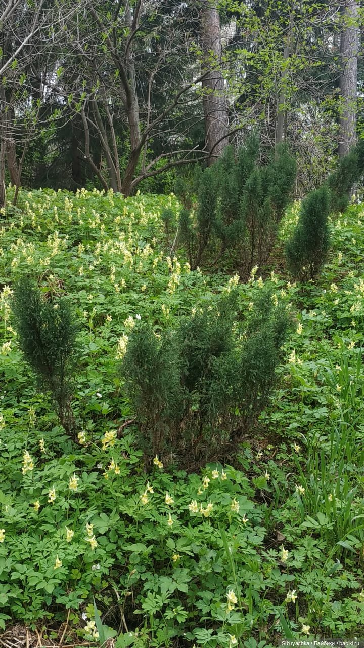 Коленька и Василёк быстро подружились