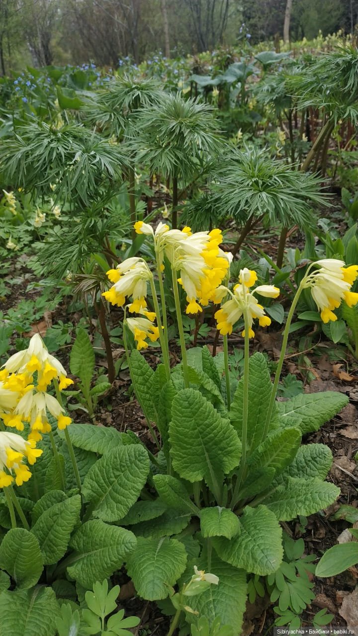 Коленька и Василёк быстро подружились
