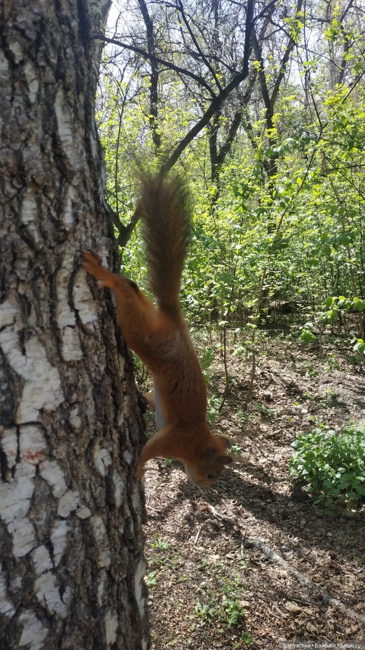 Ни дня без прогулок — Игровые куклы разных производителей (Разное): редкие бренды