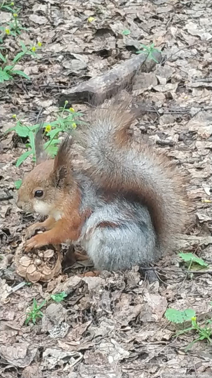 Ни дня без прогулок — Игровые куклы разных производителей (Разное): редкие бренды