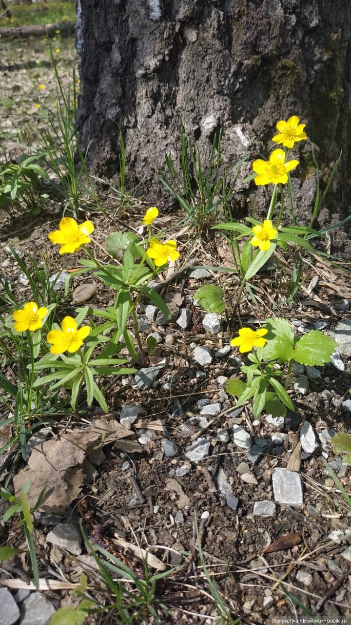 Ни дня без прогулок — Игровые куклы разных производителей (Разное): редкие бренды