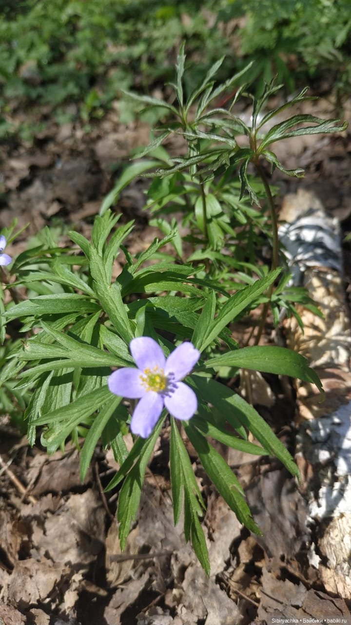 Ни дня без прогулок — Игровые куклы разных производителей (Разное): редкие бренды