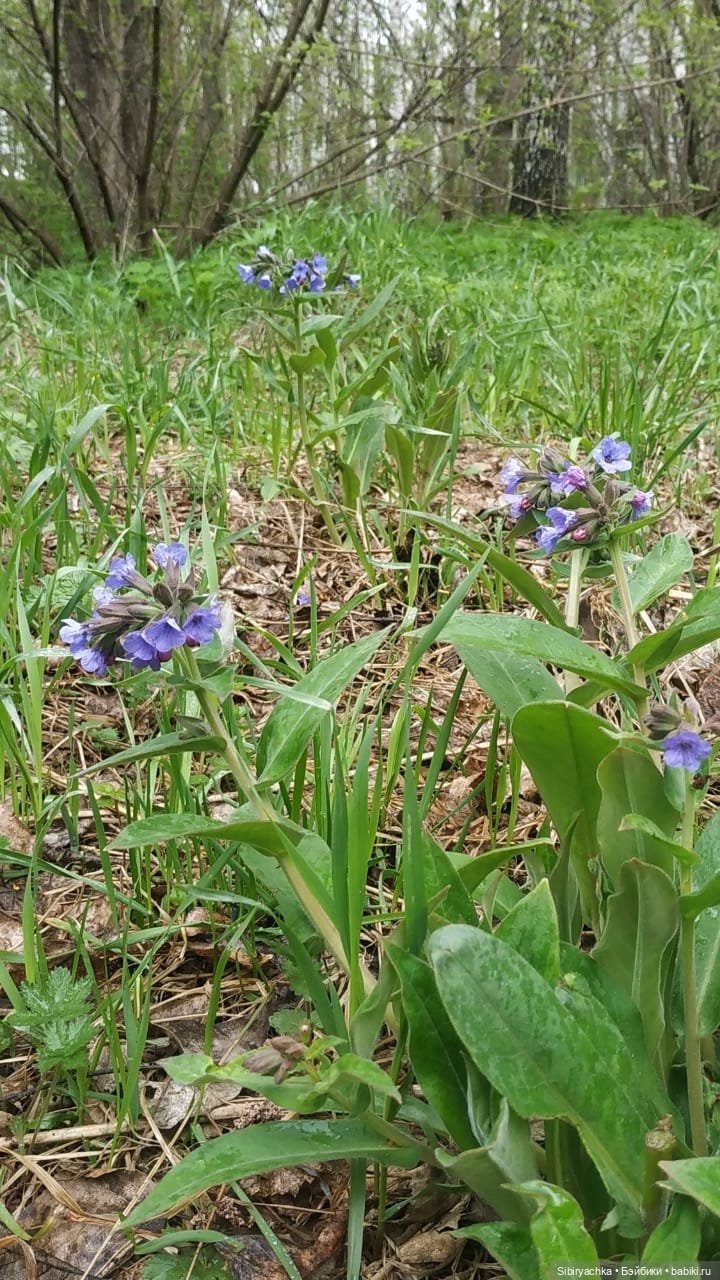 Ни дня без прогулок — Игровые куклы разных производителей (Разное): редкие бренды