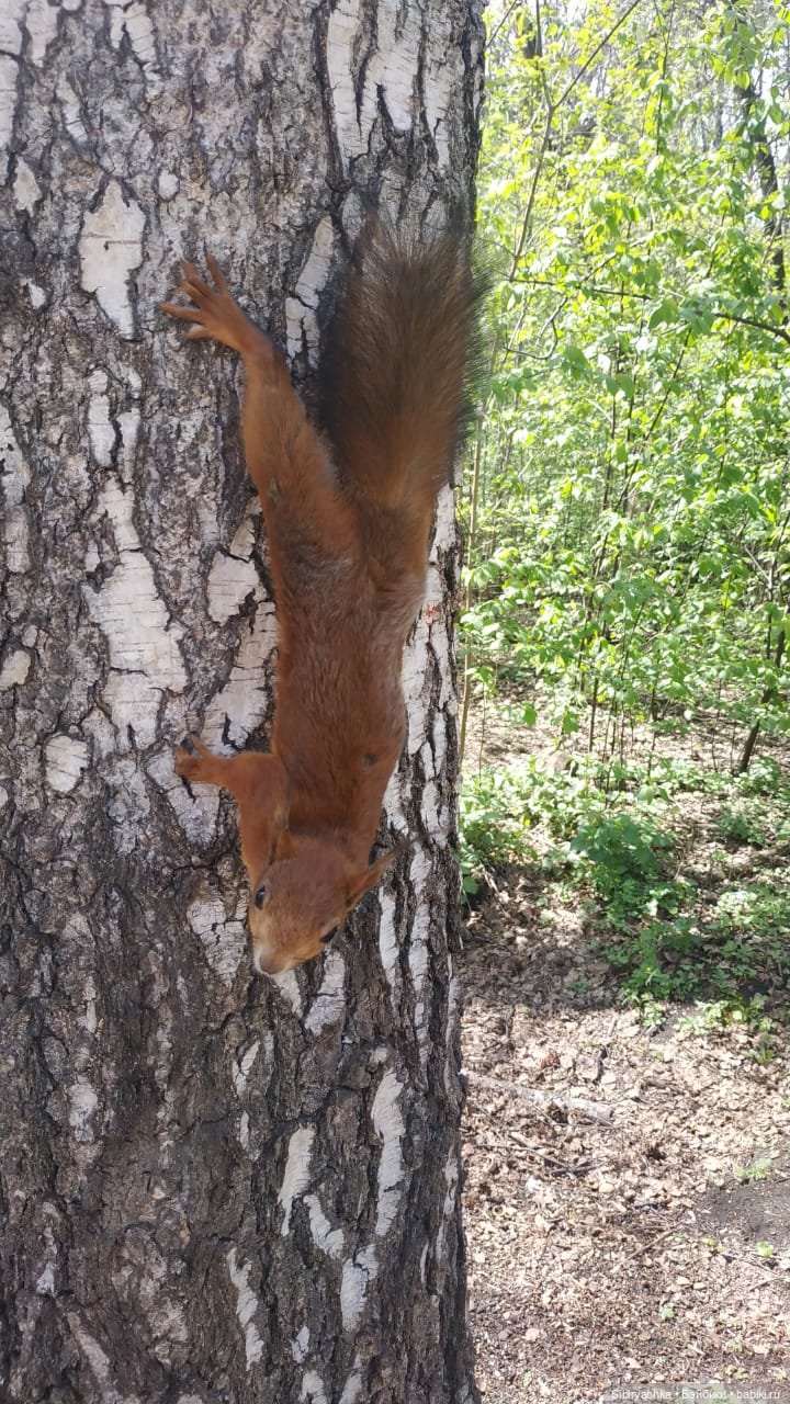 Ни дня без прогулок — Игровые куклы разных производителей (Разное): редкие бренды