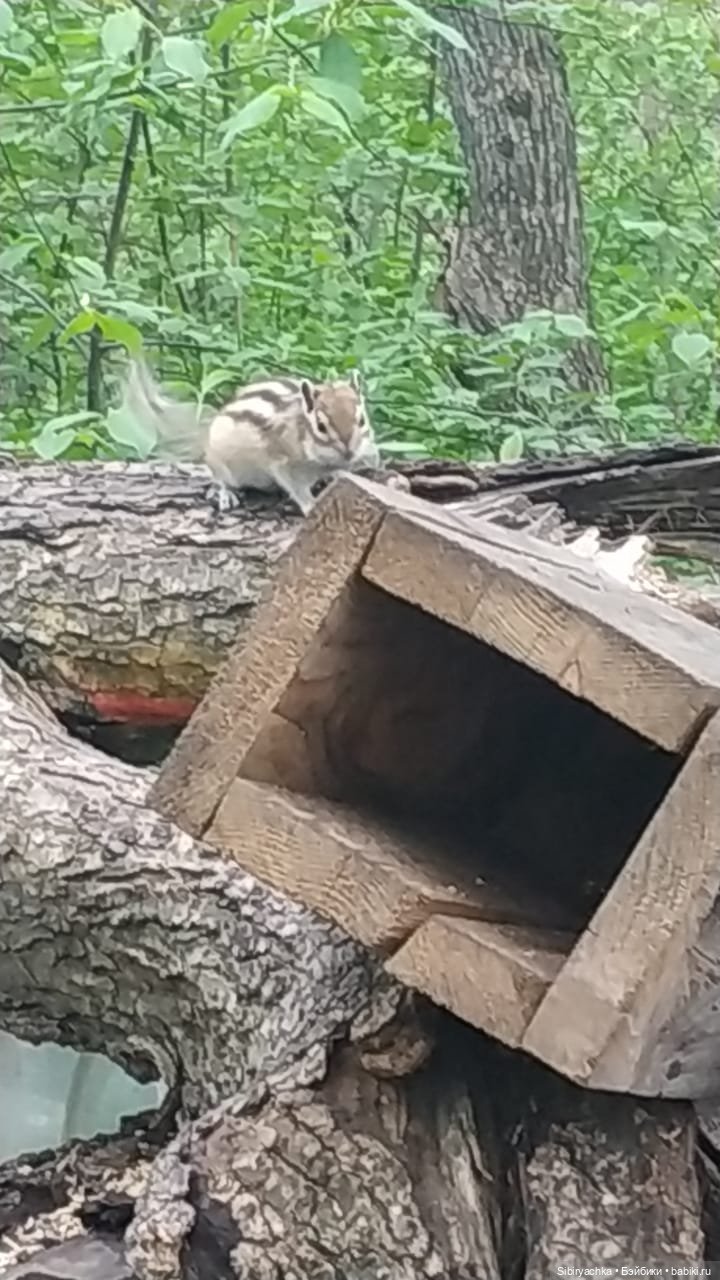 Ни дня без прогулок — Игровые куклы разных производителей (Разное): редкие бренды