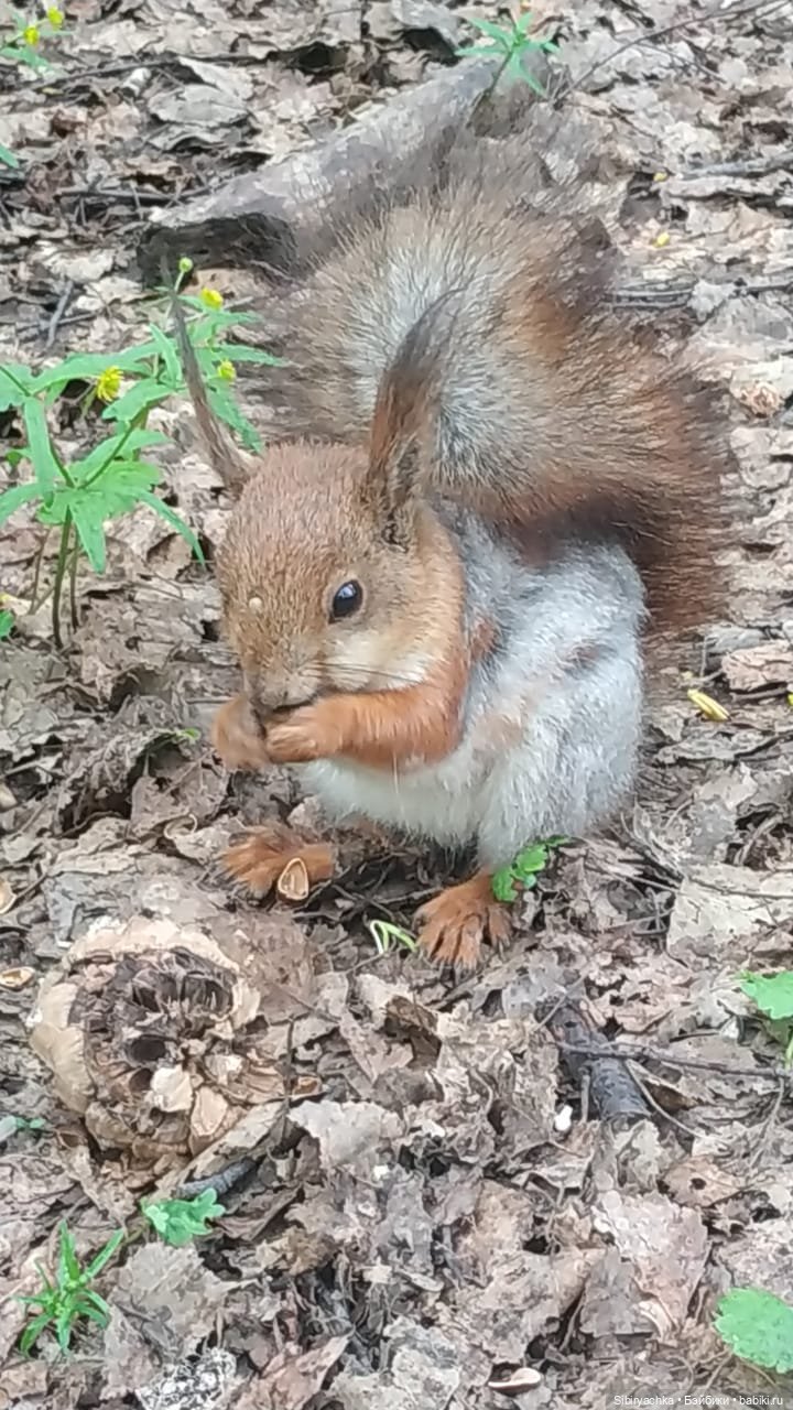 Ни дня без прогулок — Игровые куклы разных производителей (Разное): редкие бренды