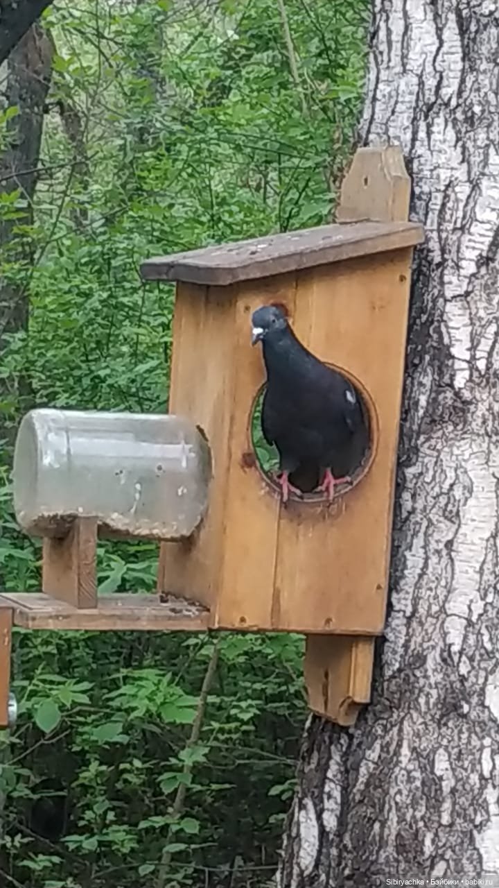 Ни дня без прогулок — Игровые куклы разных производителей (Разное): редкие бренды