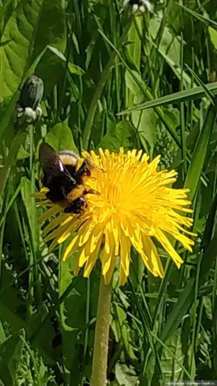 Первая прогулка Полины — Игровые куклы разных производителей (Разное): редкие бренды (фото 3)