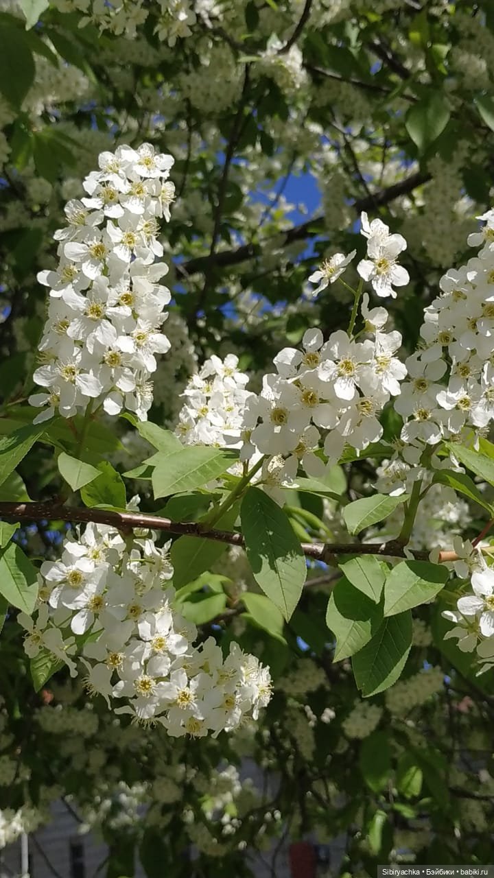 Майская прогулка Маняши — Игровые куклы разных производителей (Разное): редкие бренды