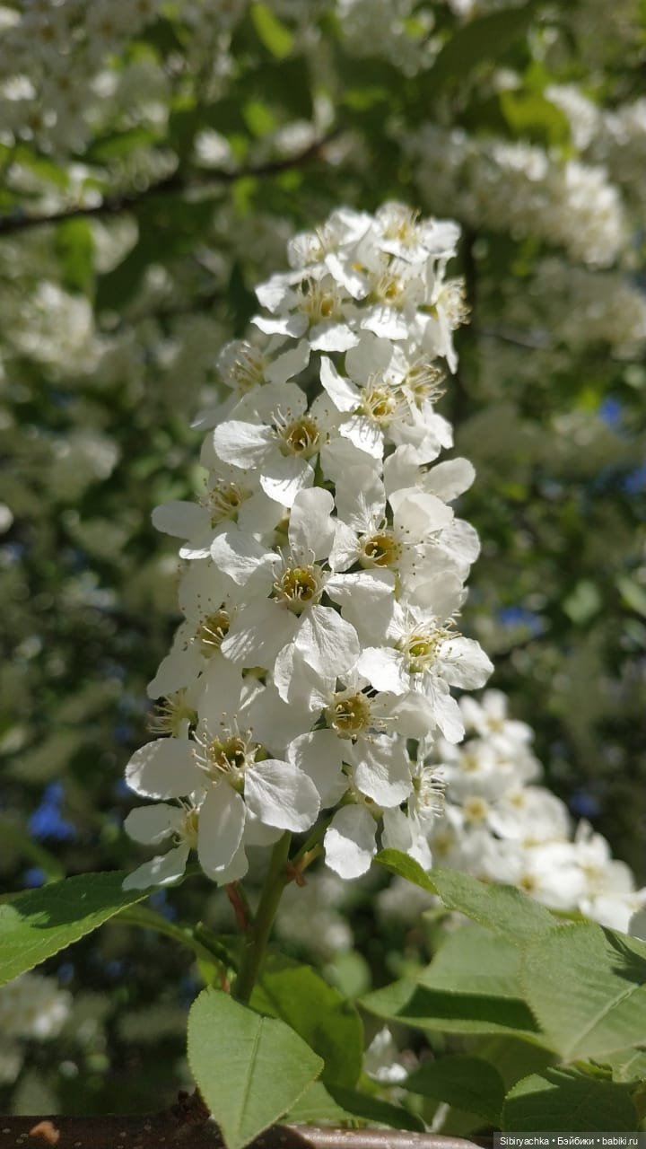 Майская прогулка Маняши — Игровые куклы разных производителей (Разное): редкие бренды