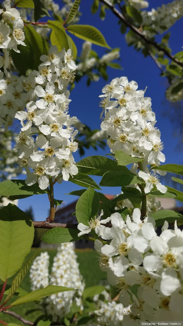 Майская прогулка Маняши — Игровые куклы разных производителей (Разное): редкие бренды