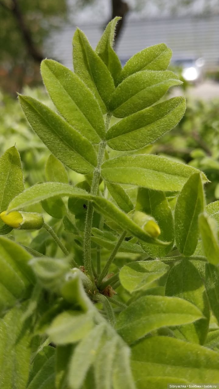 Майская прогулка Лизоньки (фото 4)