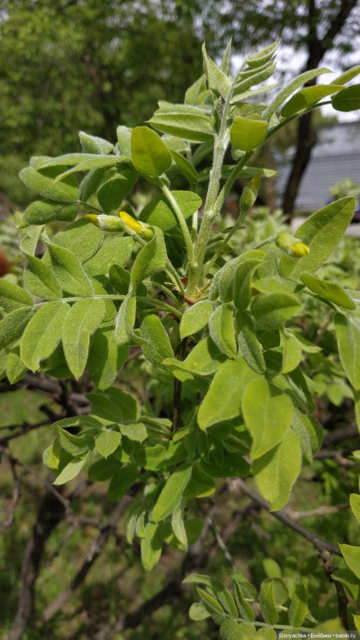 Майская прогулка Лизоньки