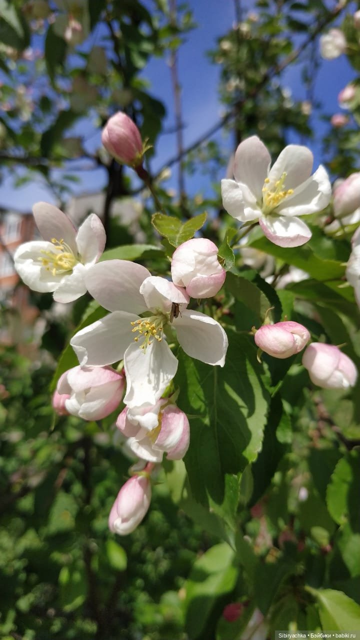 Майская прогулка Лизоньки и Полины