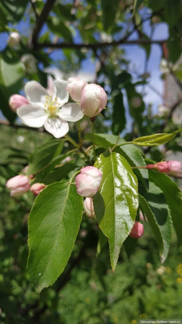 Майская прогулка Лизоньки и Полины