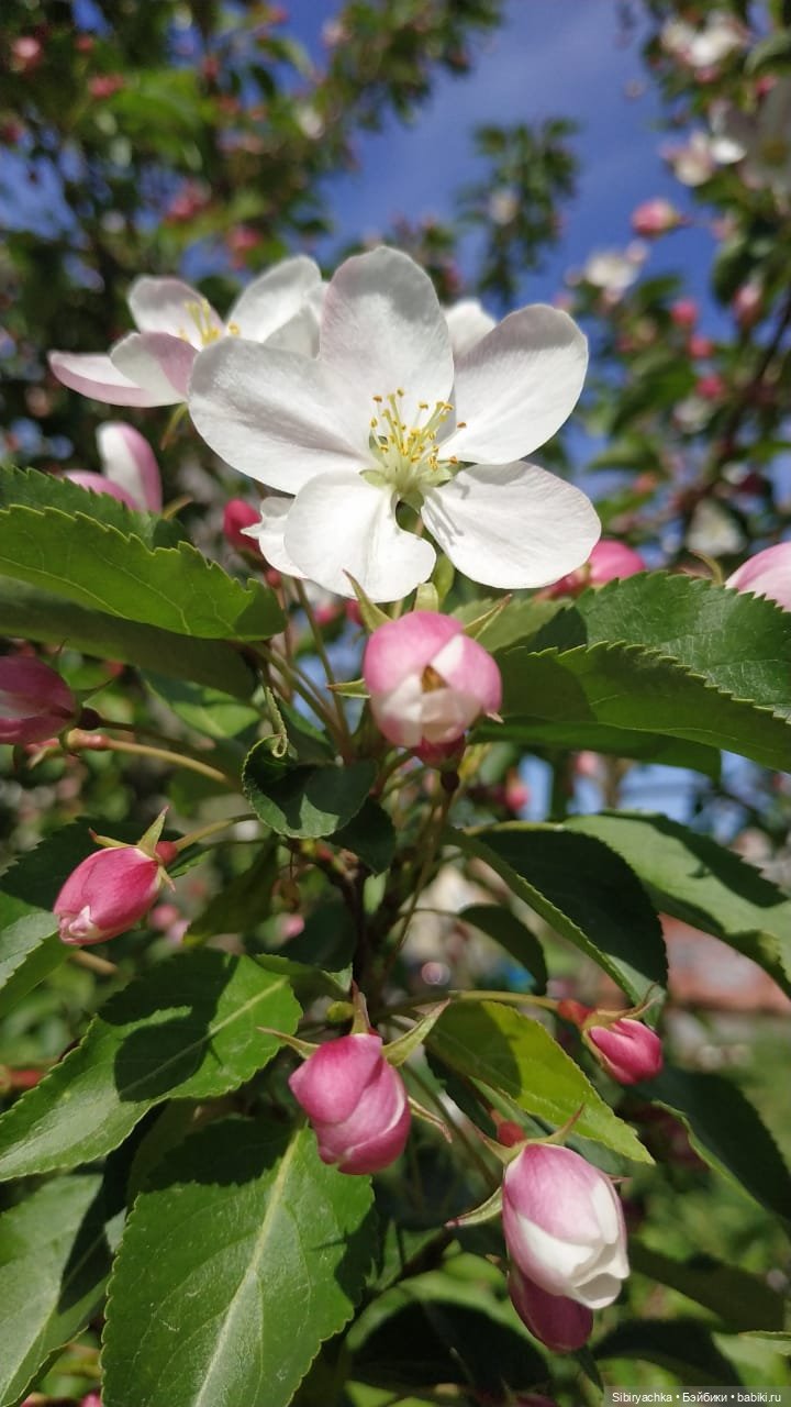 Майская прогулка Лизоньки и Полины