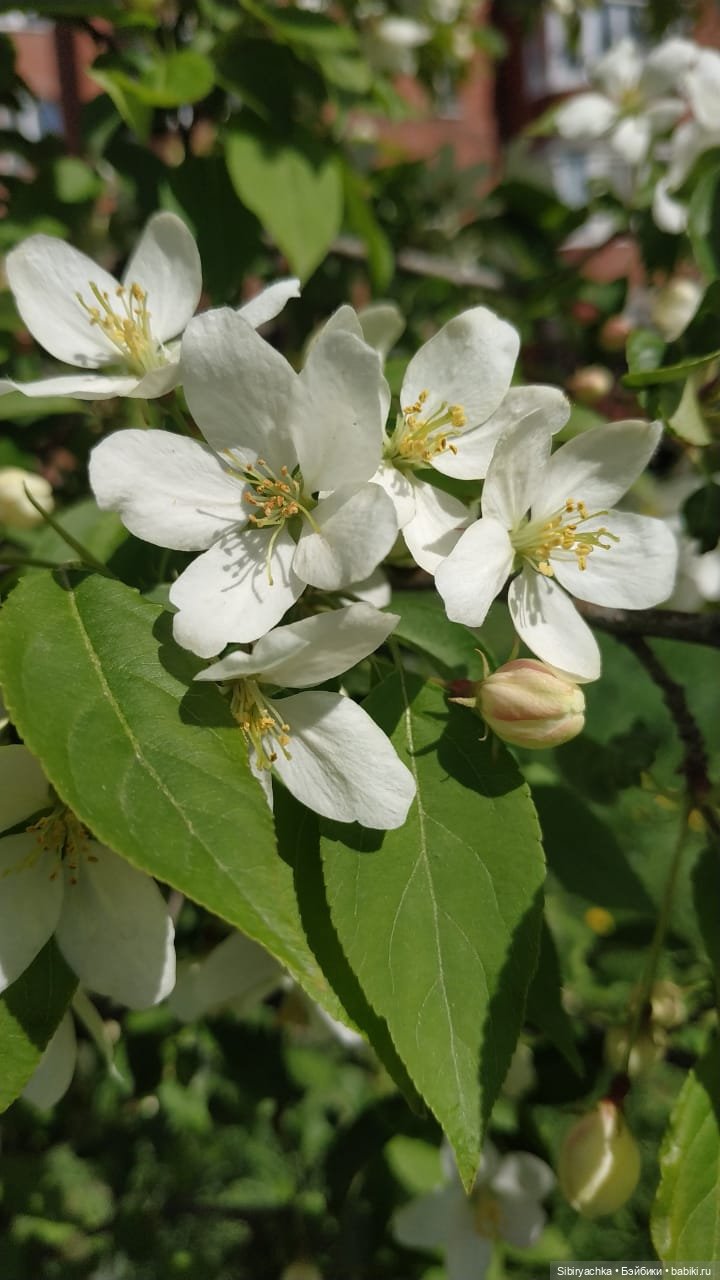 Майская прогулка Лизоньки и Полины (фото 10)