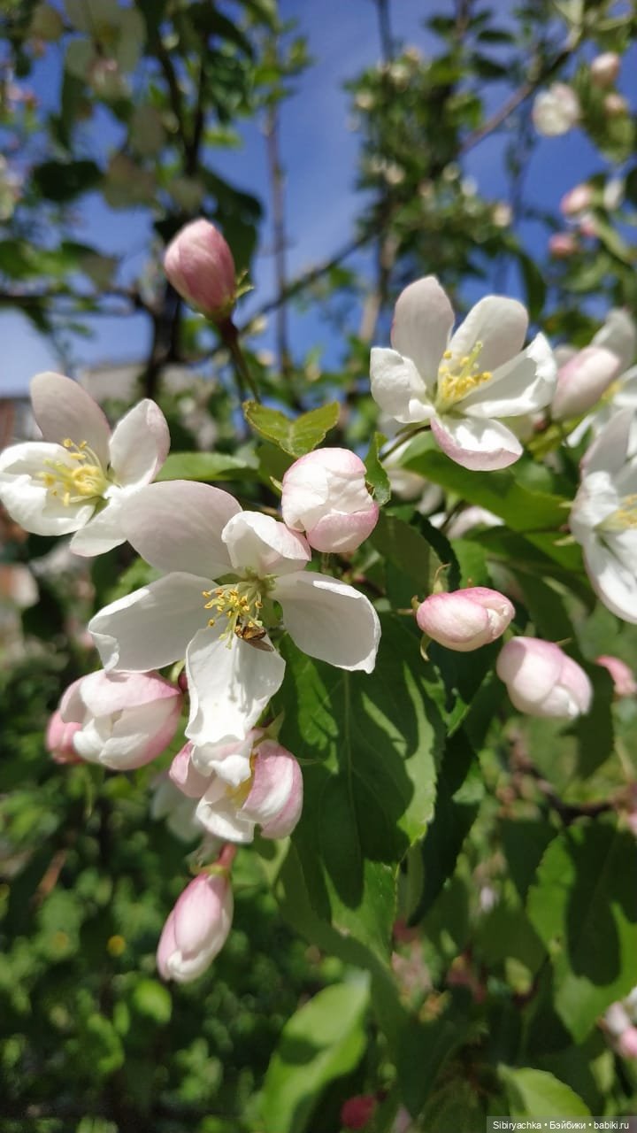 Майская прогулка Лизоньки и Полины