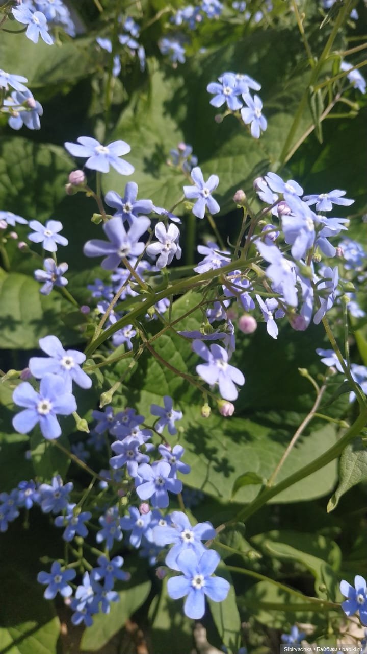 Майская прогулка Лизоньки и Полины