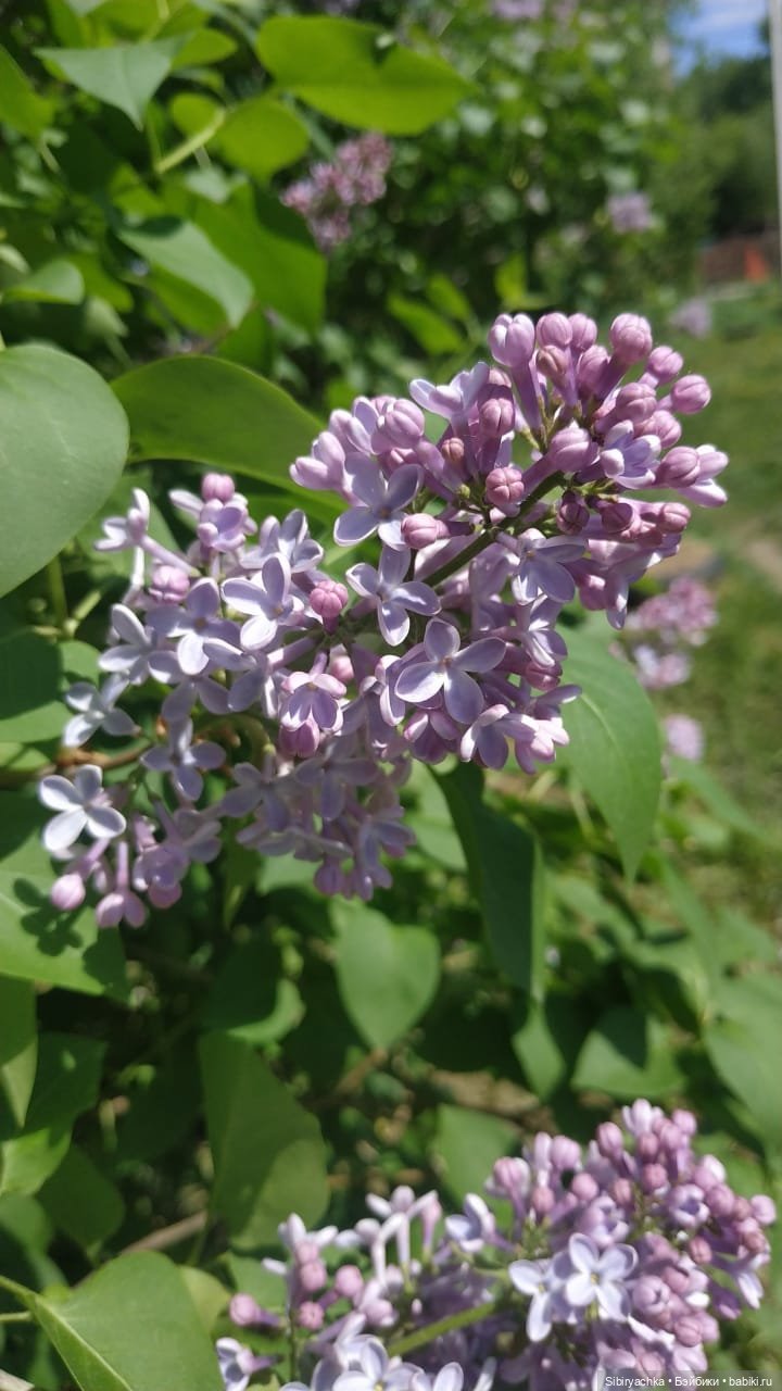 Майская прогулка Глаши и Сонечки (фото 10)