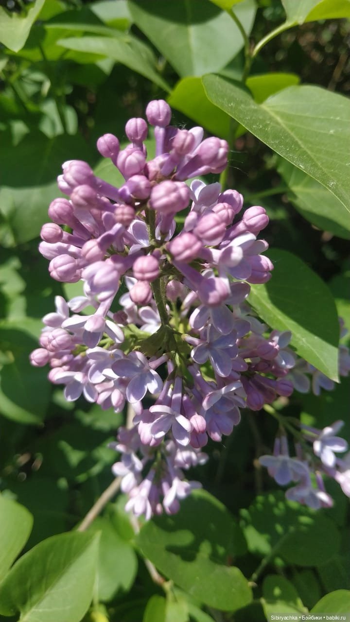 Майская прогулка Глаши и Сонечки