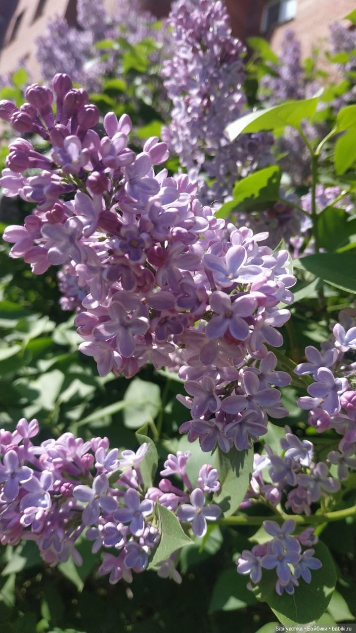 Майская прогулка Глаши и Сонечки (фото 4)