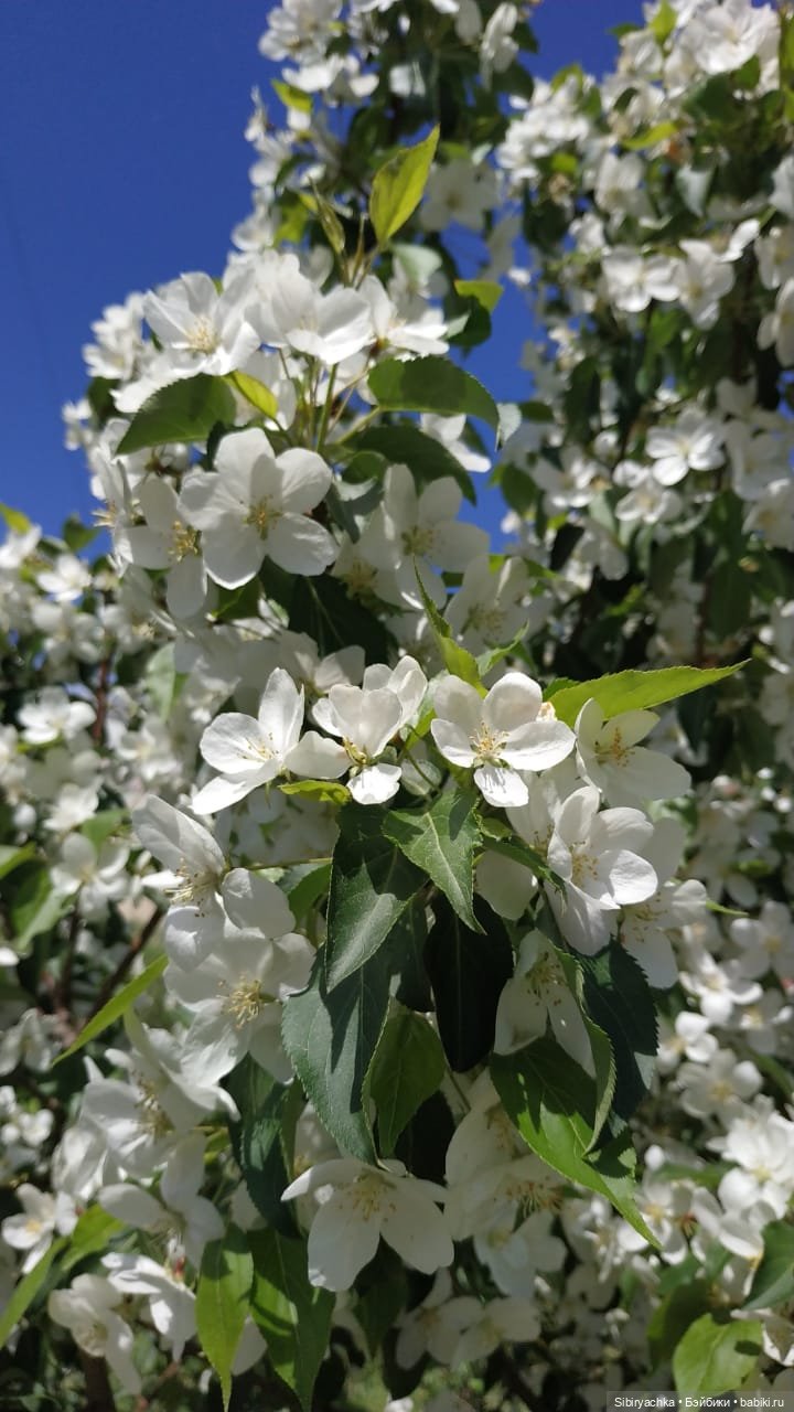 Майская прогулка Глаши и Сонечки