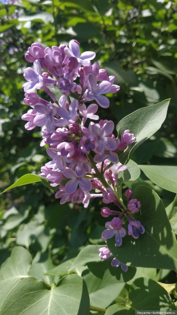 Майская прогулка Глаши и Сонечки (фото 7)