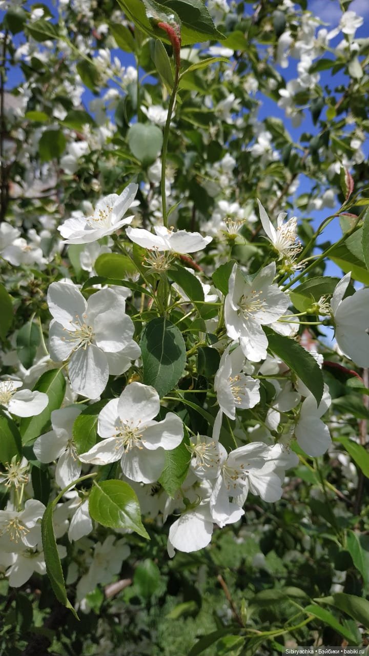 Майская прогулка Глаши и Сонечки