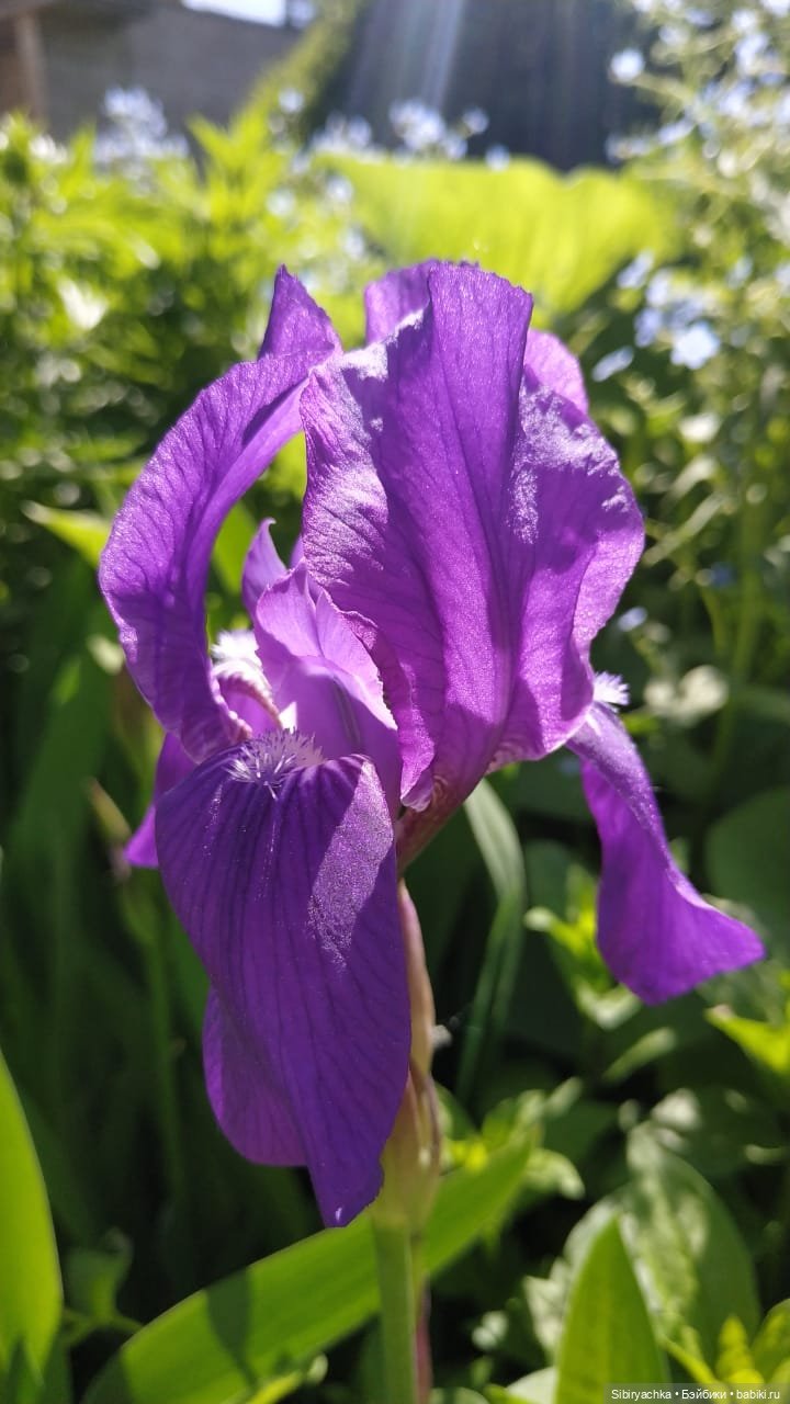 Майская прогулка Глаши и Сонечки