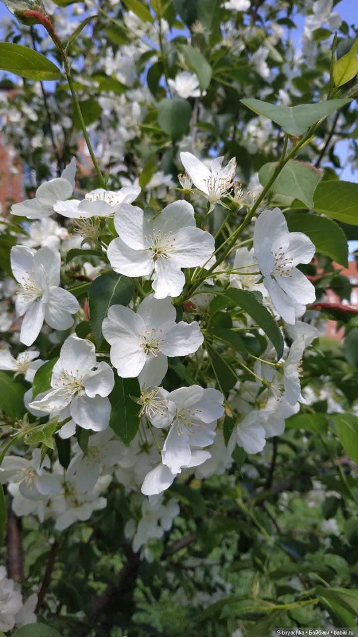 Майская прогулка Глаши и Сонечки
