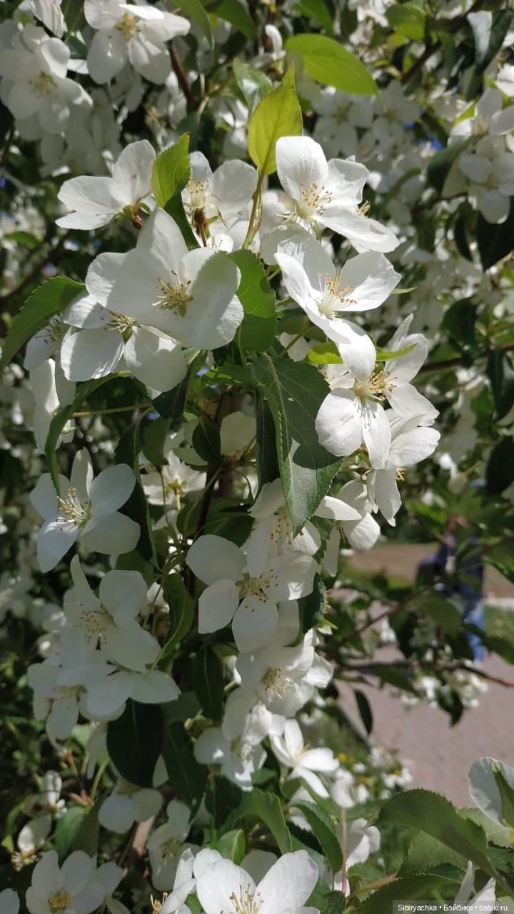 Майская прогулка Глаши и Сонечки