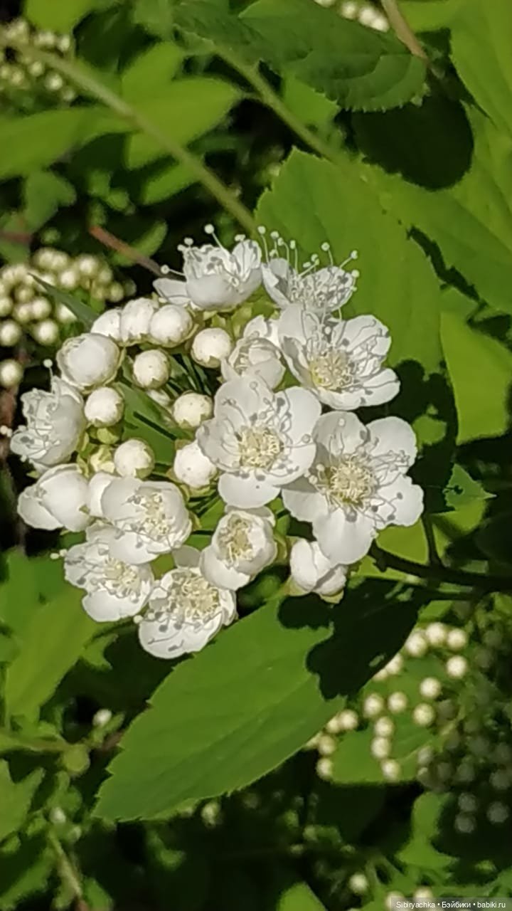 Майская прогулка Глаши и Сонечки