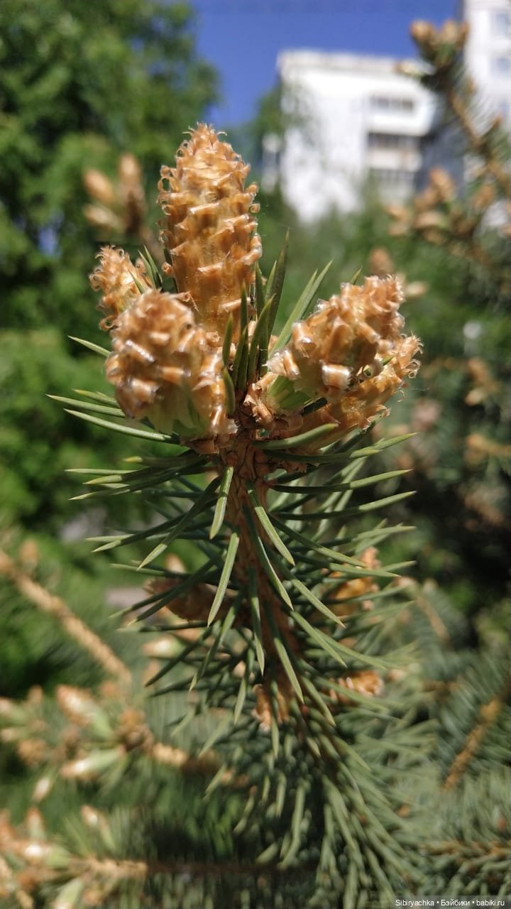 Первая летняя прогулка Лизоньки и Полины
