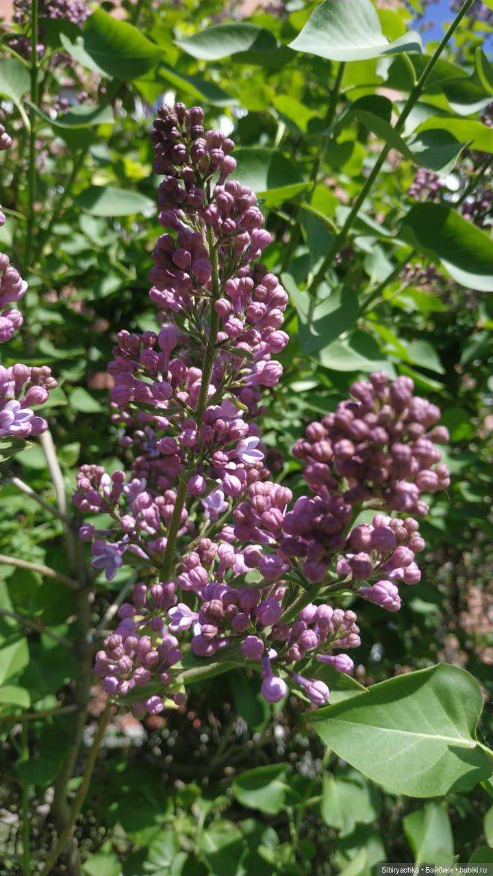 Первая летняя прогулка Лизоньки и Полины