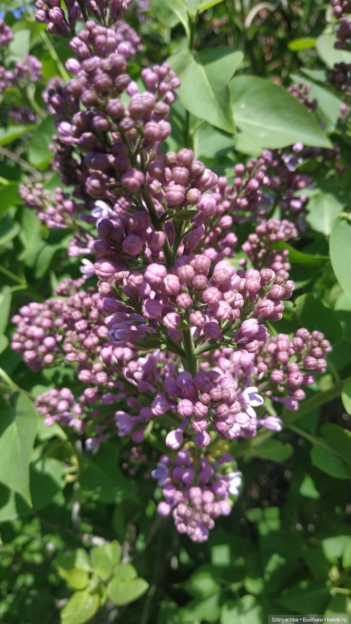 Первая летняя прогулка Лизоньки и Полины