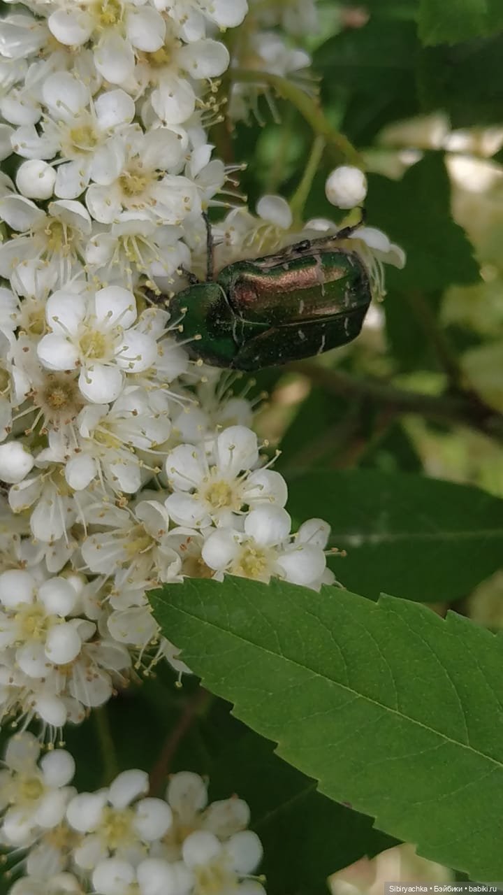 Первая летняя прогулка Лизоньки и Полины