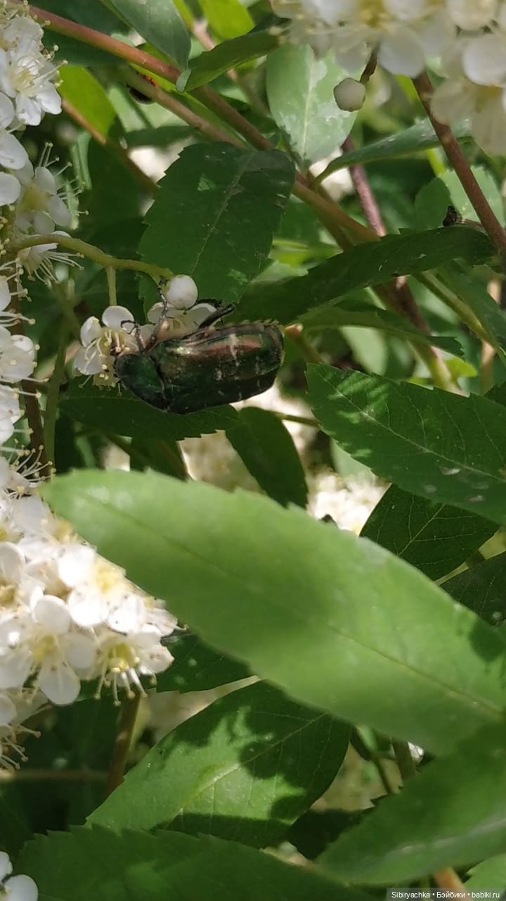 Первая летняя прогулка Лизоньки и Полины