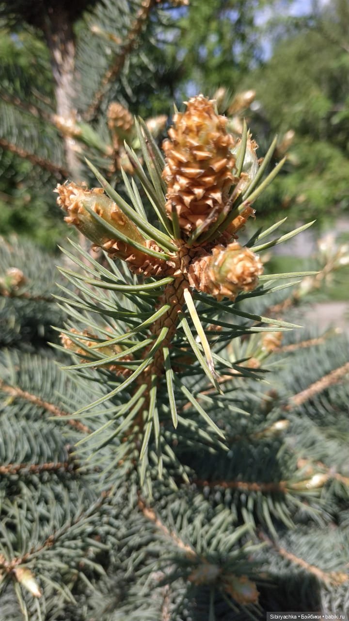 Первая летняя прогулка Лизоньки и Полины