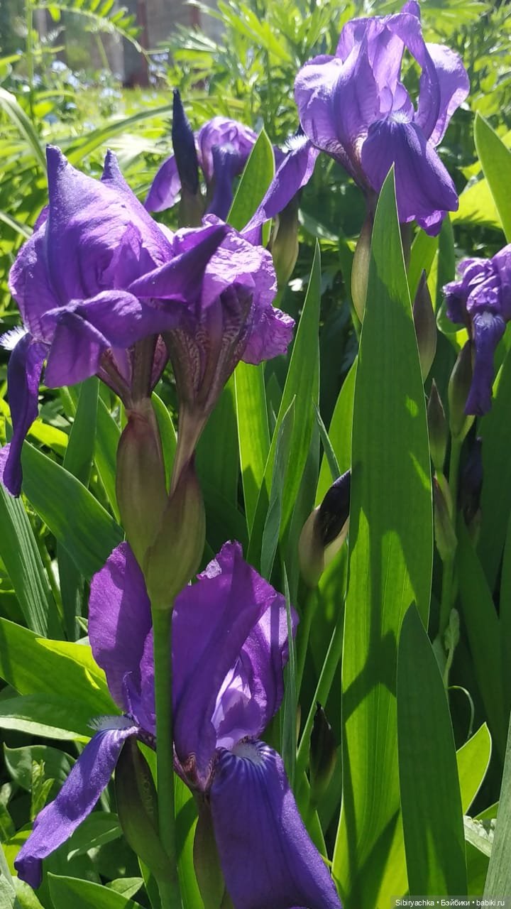 Первая летняя прогулка Лизоньки и Полины