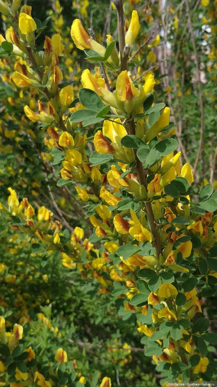 Первая летняя прогулка Лизоньки и Полины