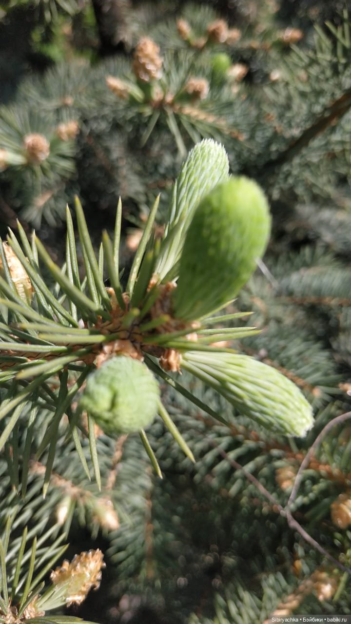 Первая летняя прогулка Лизоньки и Полины