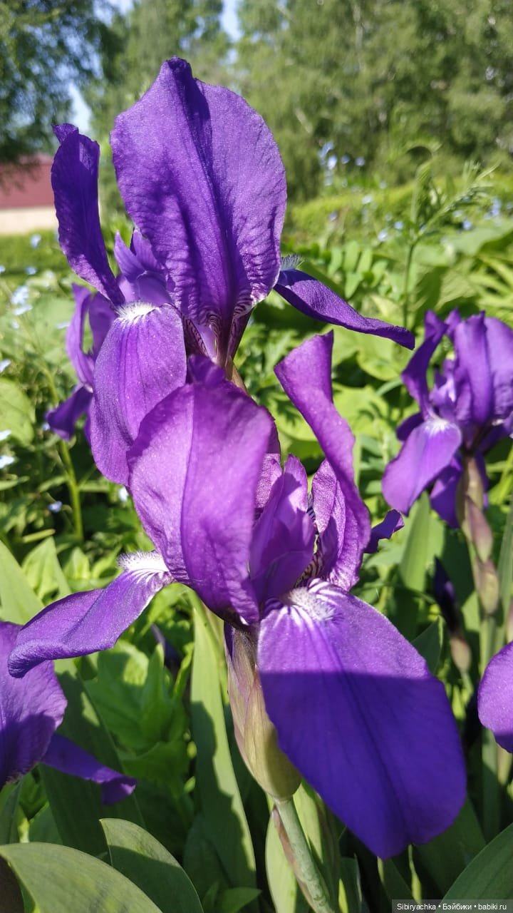 Летняя прогулка Глаши — Игровые куклы разных производителей (Разное): редкие бренды (фото 5)