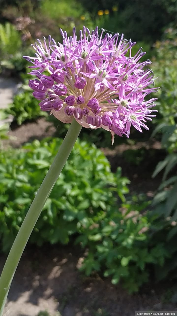 Летняя прогулка Глаши — Игровые куклы разных производителей (Разное): редкие бренды