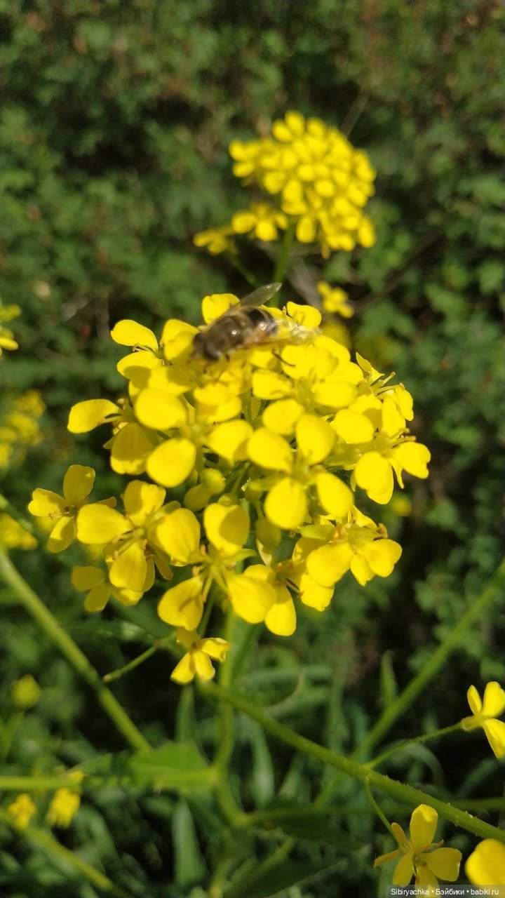 Летняя прогулка Глаши — Игровые куклы разных производителей (Разное): редкие бренды