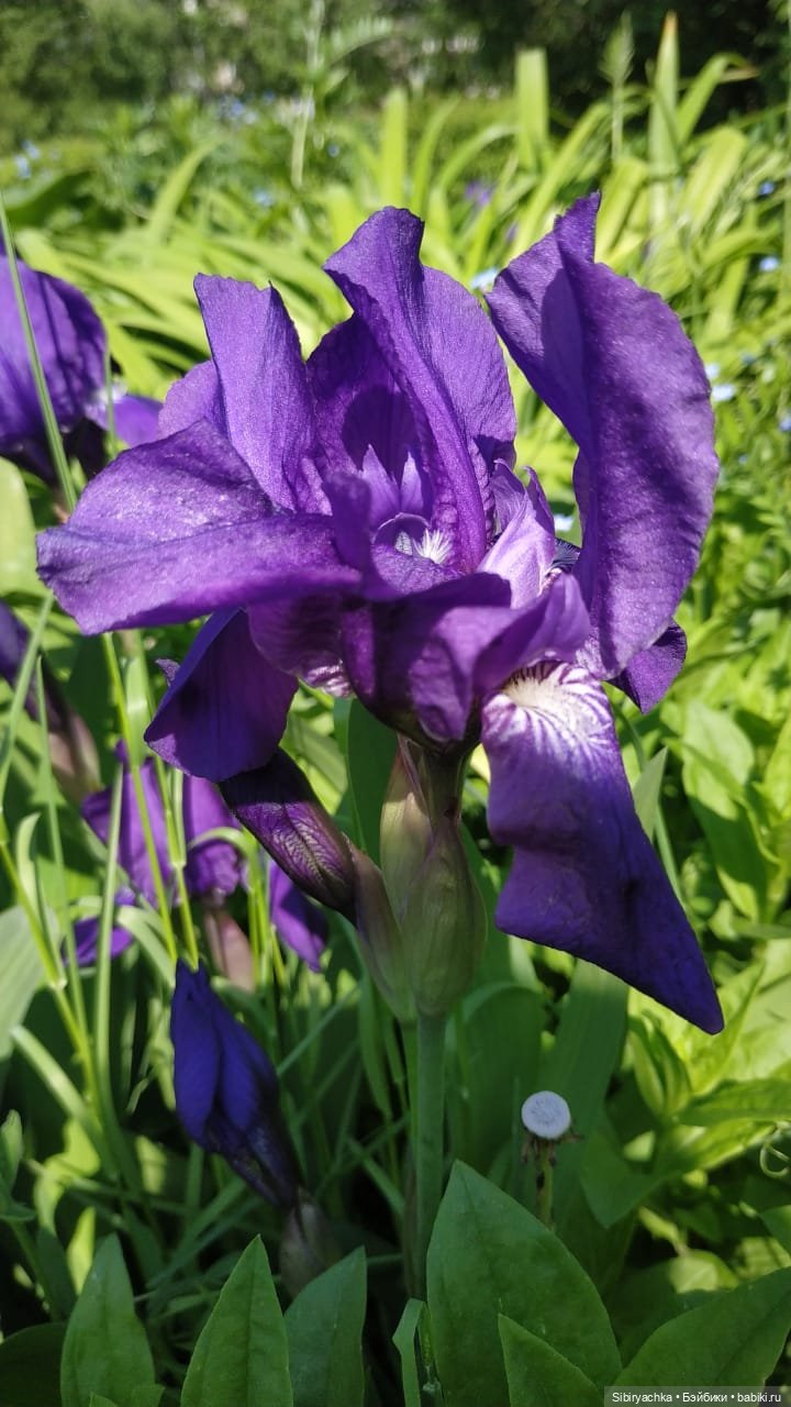 Летняя прогулка Глаши — Игровые куклы разных производителей (Разное): редкие бренды (фото 6)